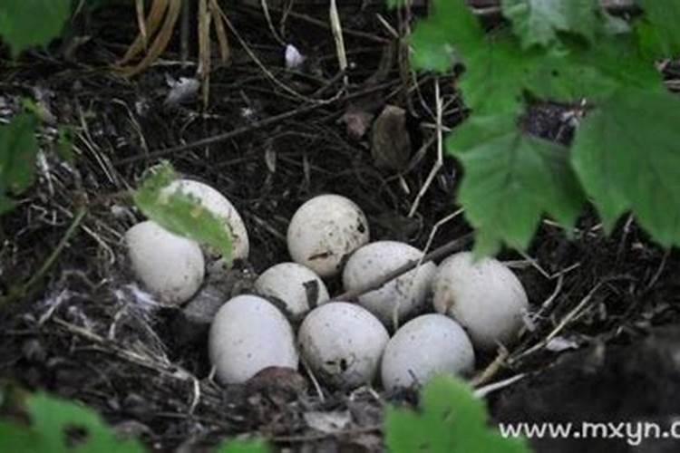 梦见鸟蛋是什么意思？