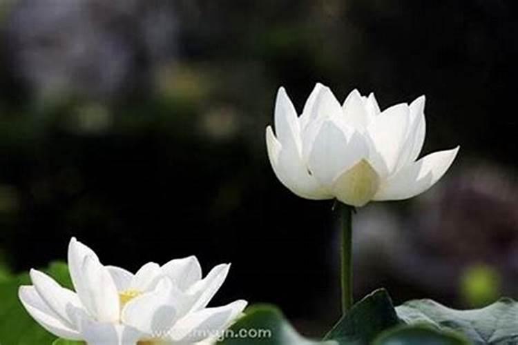 梦见父母双亡预示什么？