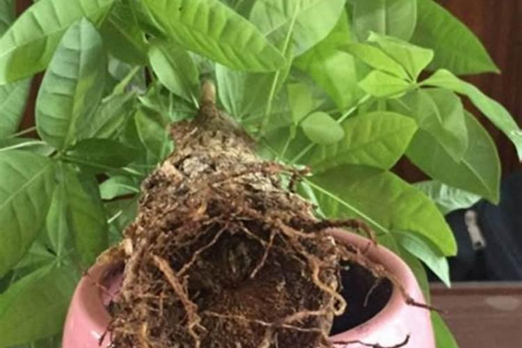 发财树无土种植会英语运势吗？