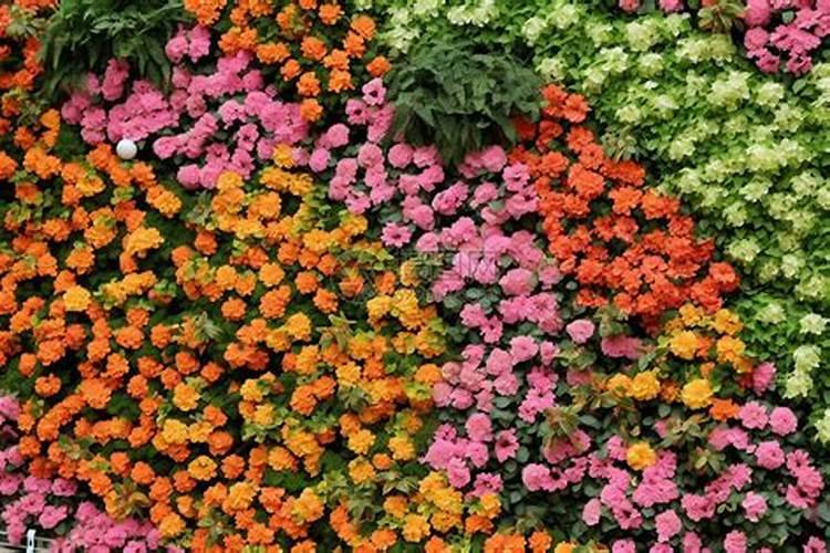 梦见漂亮的鲜花开满地