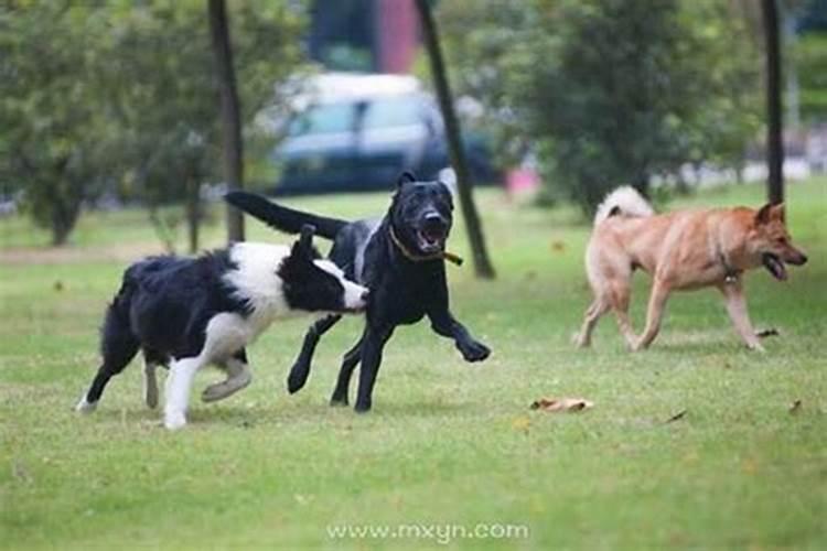 梦见狗咬着我不放开是什么意思？