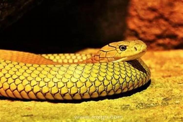 孕妇梦到蛇预示着什么？