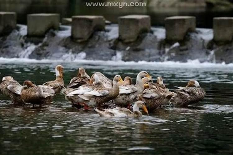 梦见捡到好多小鸭子什么意思？