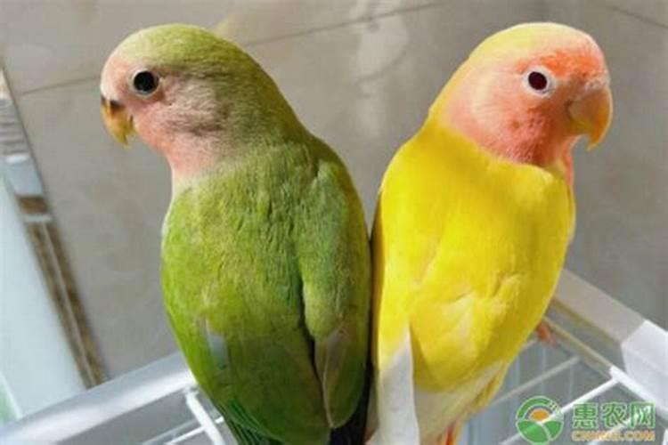 养鹦鹉可以提升运势吗？