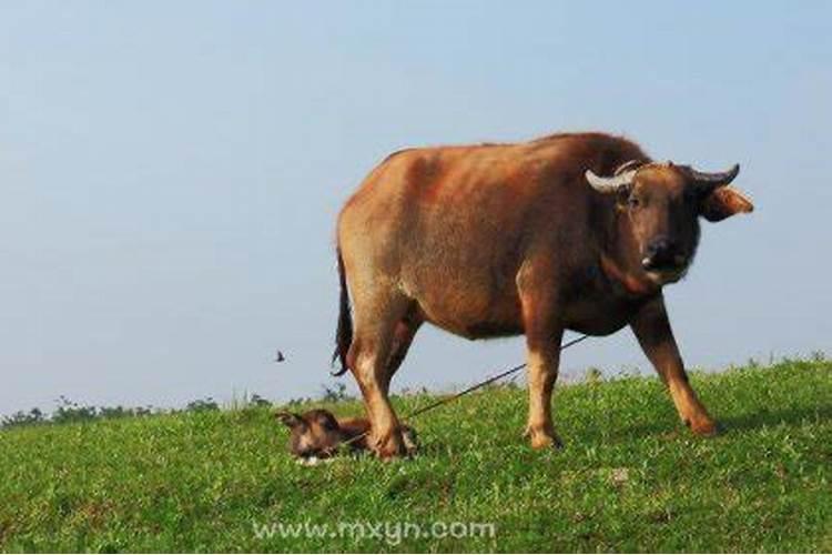 梦见牛是什么兆头预兆？