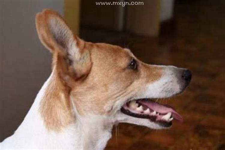 梦见狗咬我腿怎么回事？