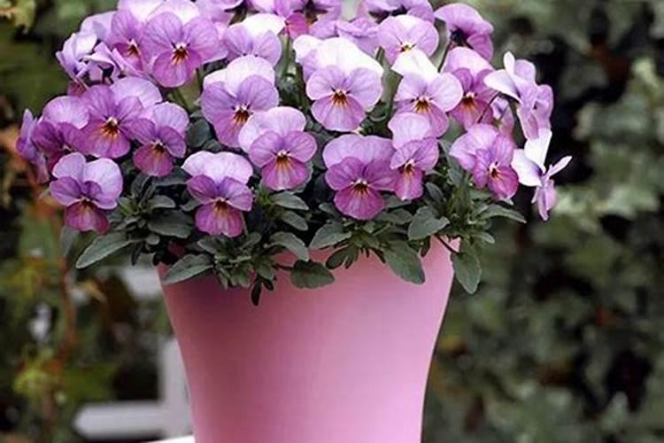 过了小年花卉便宜吗？