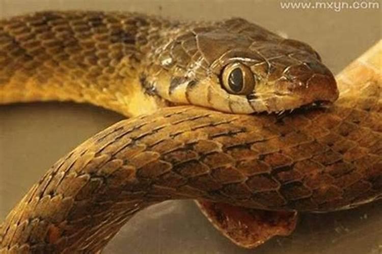 梦见被蛇咬是什么征兆？