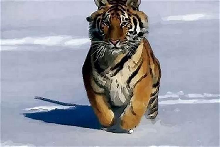 本命年属虎的犯太岁了怎么办？