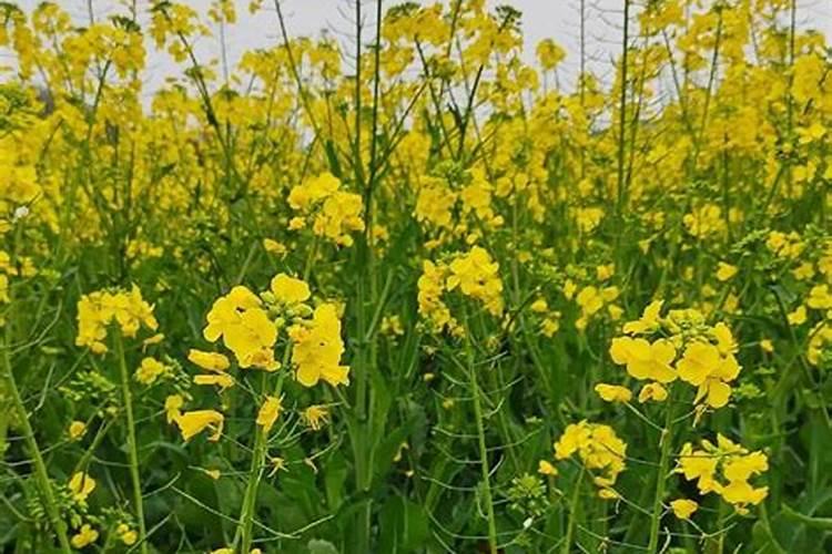 八字中墓代表婚姻什么？