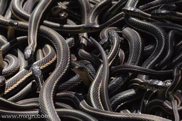 刚怀孕的孕妇梦见一窝蛇