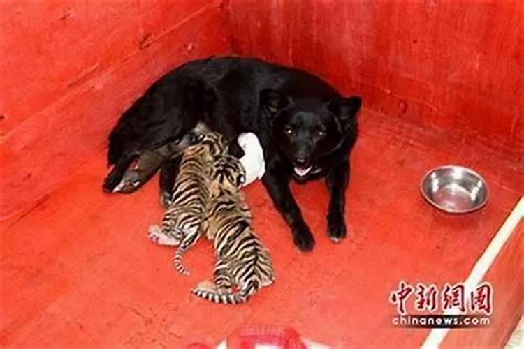 女虎男免合婚吗？