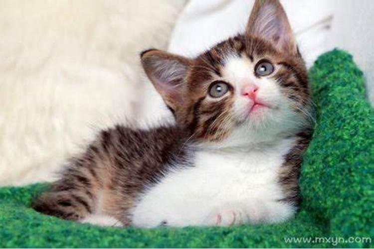 梦见猫咪浑身受伤是什么意思？