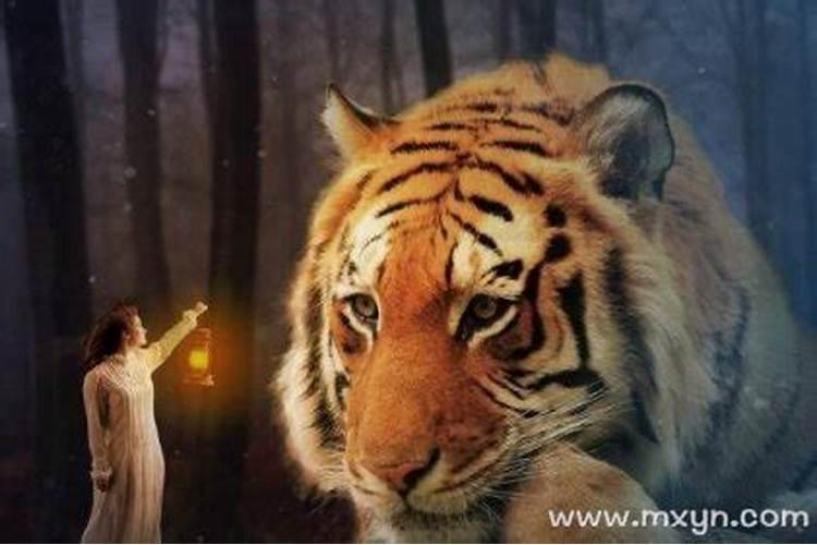 梦见老虎追我和家人是什么预兆？