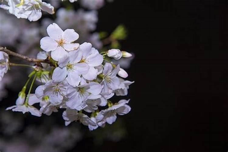 梦见树上开花是什么意思？