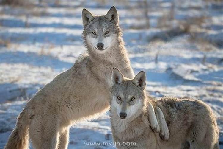 梦见骑着狼怎么回事？