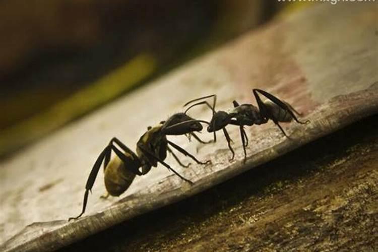 梦见蚂蚁爬上身代表死亡