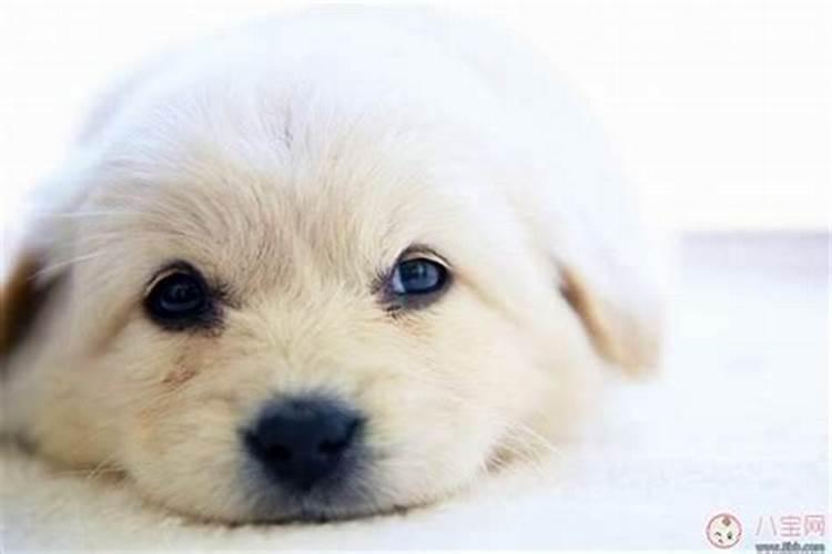 备孕梦到狗是胎梦吗？