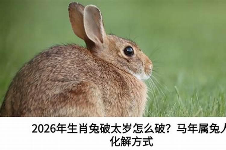 属兔2026犯太岁怎么破？