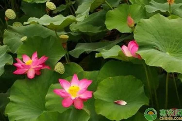 夏至节日的风俗