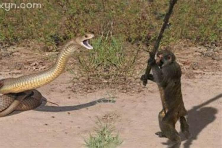 梦见蟒蛇要攻击我是什么意思？