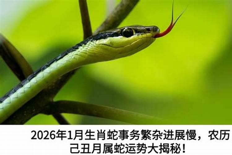 生肖蛇2026年运势命星