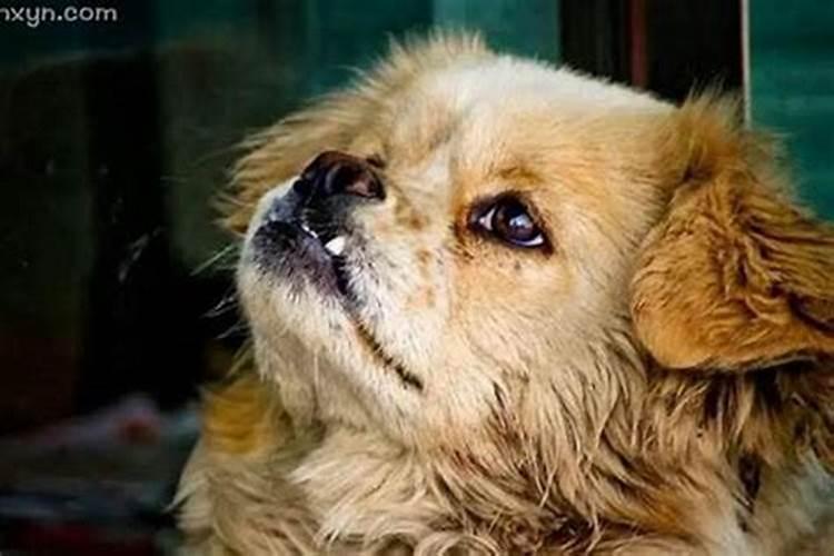 梦见狗死了什么征兆？