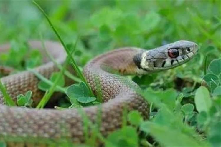 什么蛇是苦命蛇？