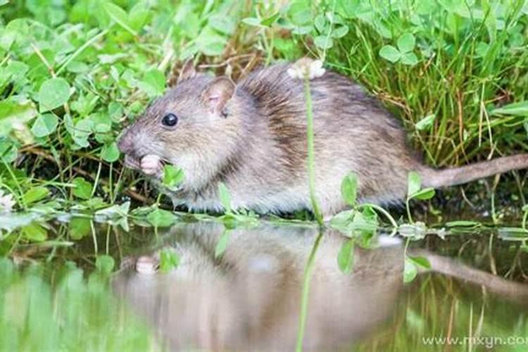 梦见老鼠一定会怀孕吗？