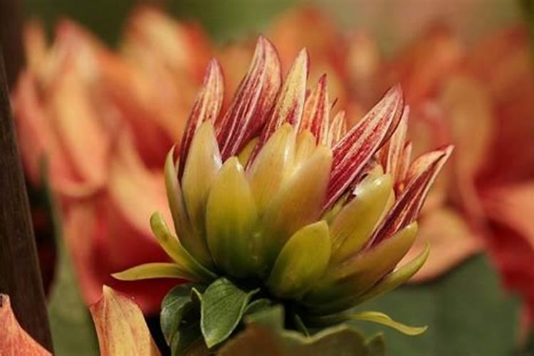 1982属狗2026感情运势如何？