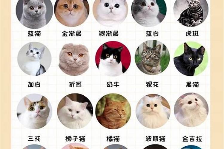 啥属相适合养猫？