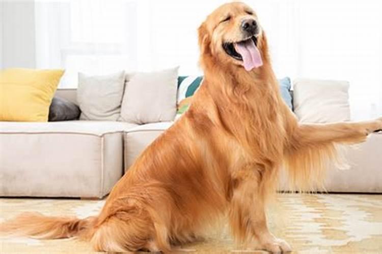 女人梦到狗是什么意思？