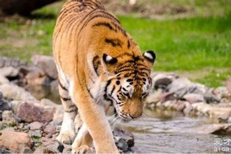 梦见老虎很温顺预示着什么？