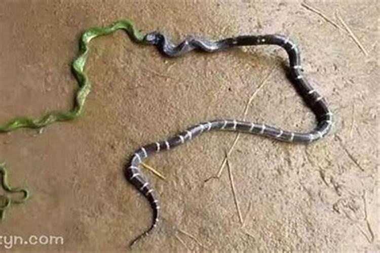 梦见妻子身上二条蛇