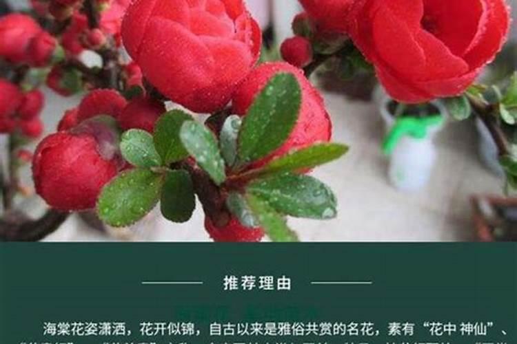 寓意考试成功的风水花