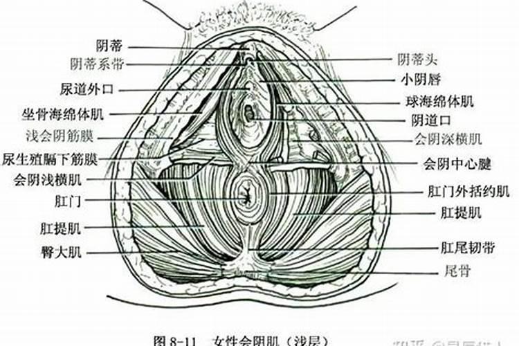 梦见看见别的女人生殖部位