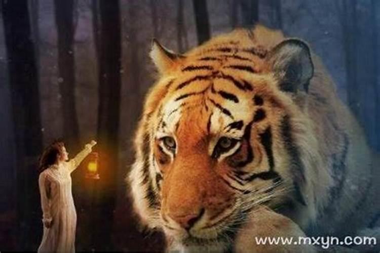 梦见老虎追我是什么预兆？