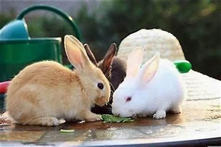 兔和鼠的八字合吗？