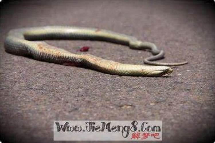 梦见蛇钻进自己的身体