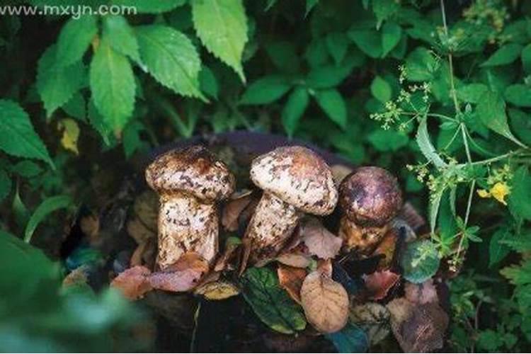 梦见菌子是什么意思？