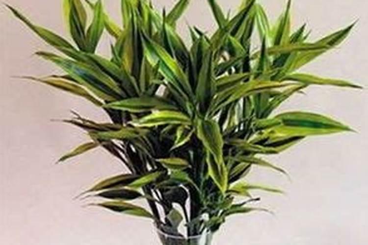 文昌位富贵竹长出分枝好吗？