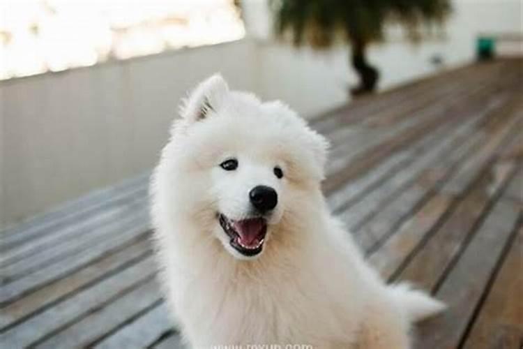 梦见大狗和我很亲密