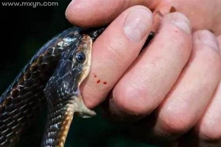 梦见家人被蛇咬了是什么预兆？