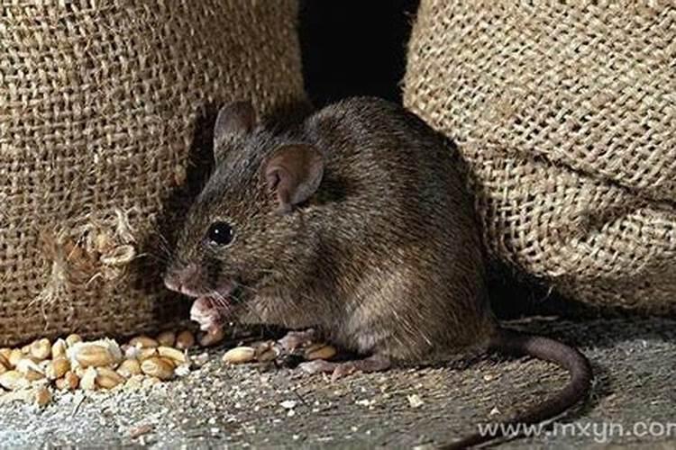 梦见老鼠预示了什么意思？