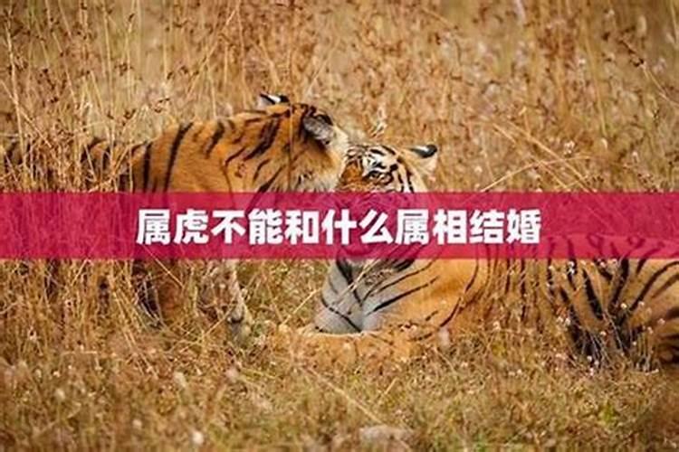 属虎婚配哪个属相禁忌？