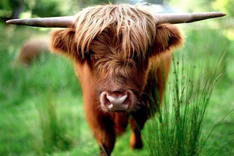 梦见牛要顶我是什么意思？