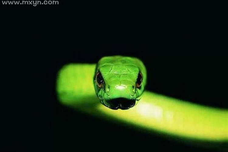 梦到蛇追着我跑周公解梦