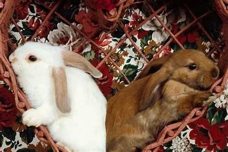 兔男马女合婚吗？