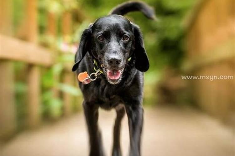 老人梦见黑狗什么预兆？