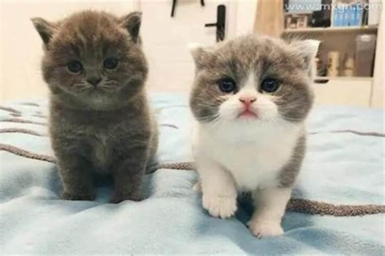 梦见买了两只猫带回家